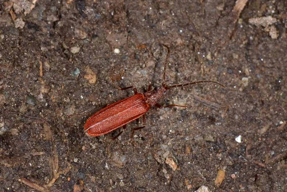 Omalisus taurinensis  (Omalisidae)